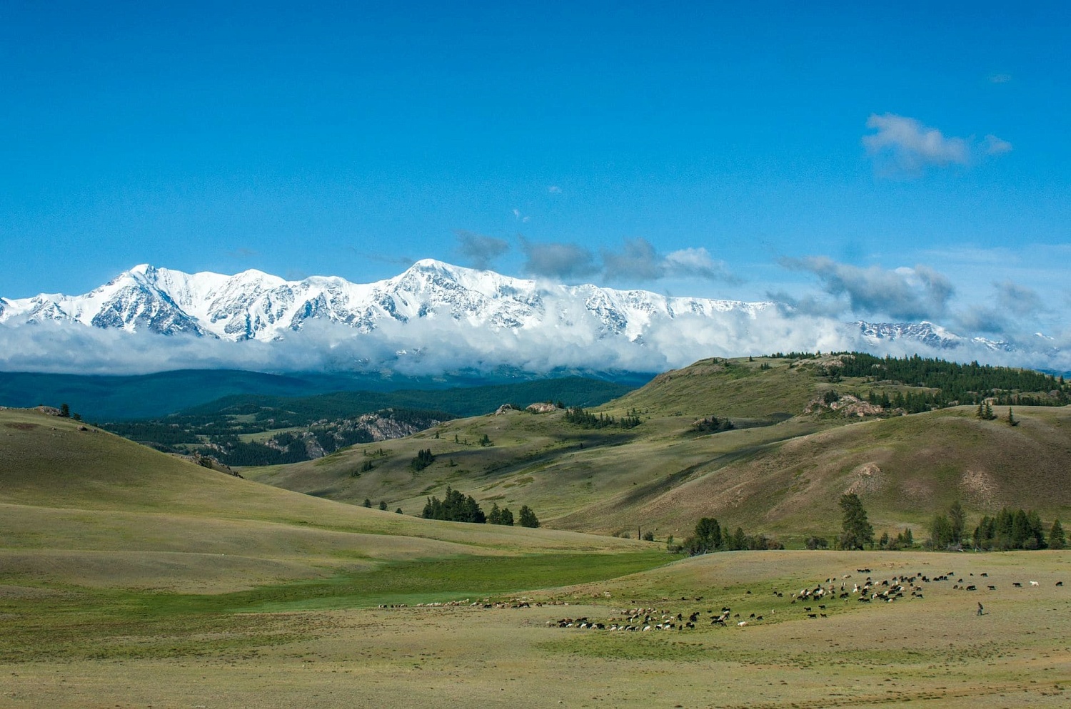 Курайская степь
